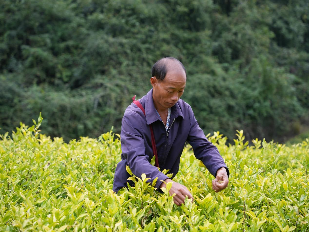秋茶映金輝 增收鏈延長。