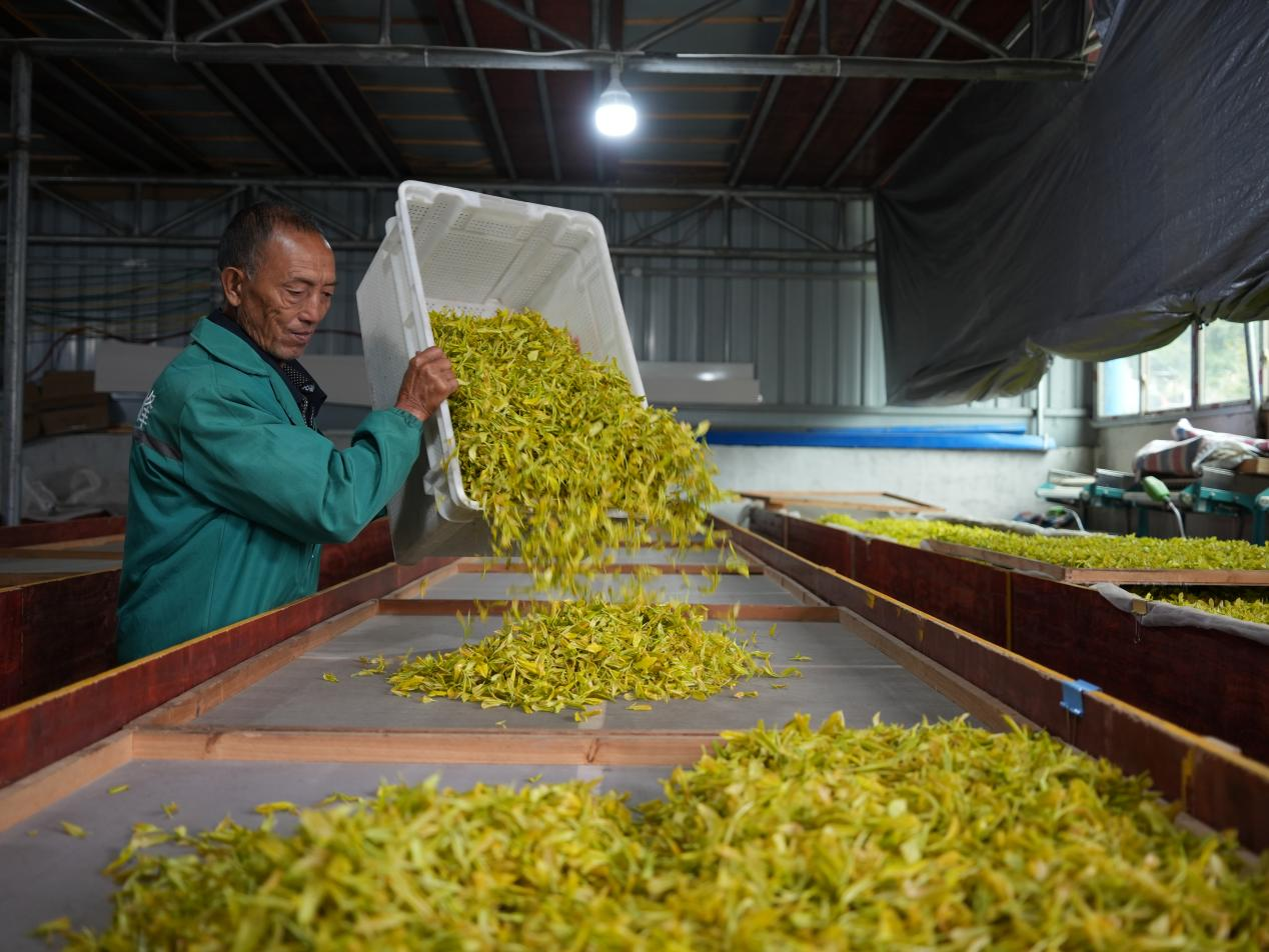 秋茶映金輝 增收鏈延長。