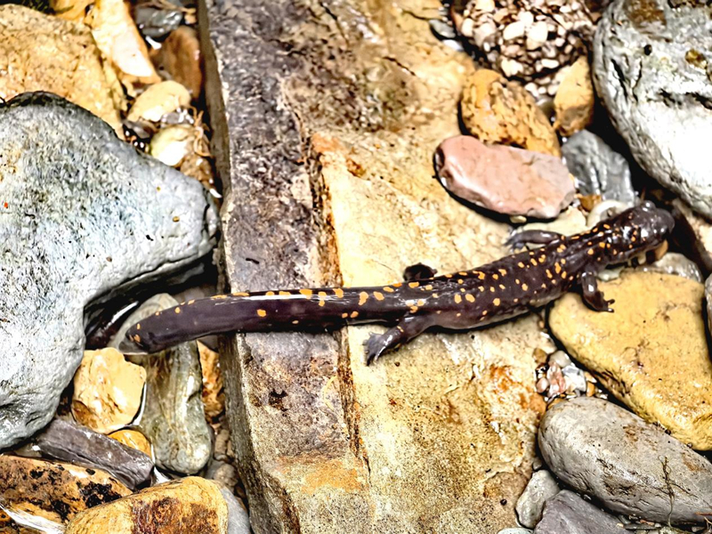 貴州梵凈山保護區發現新物種。