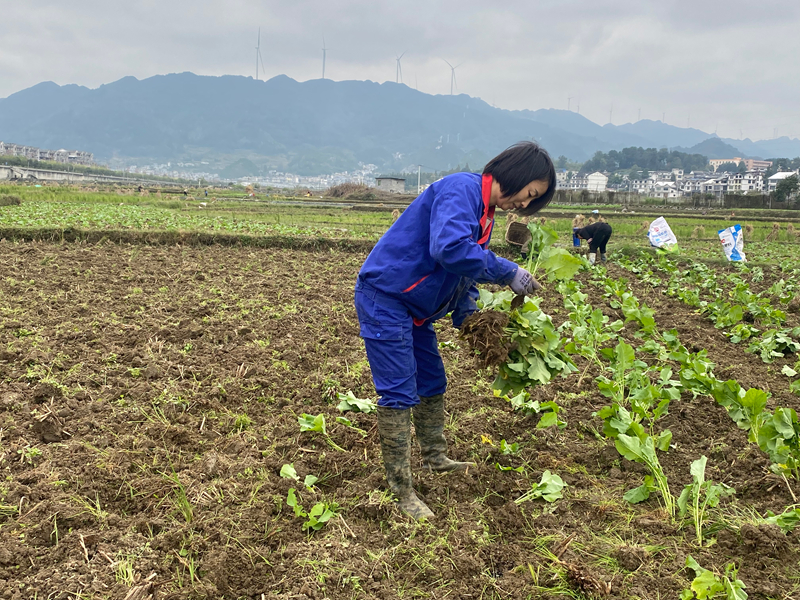 農戶正在移栽油菜。
