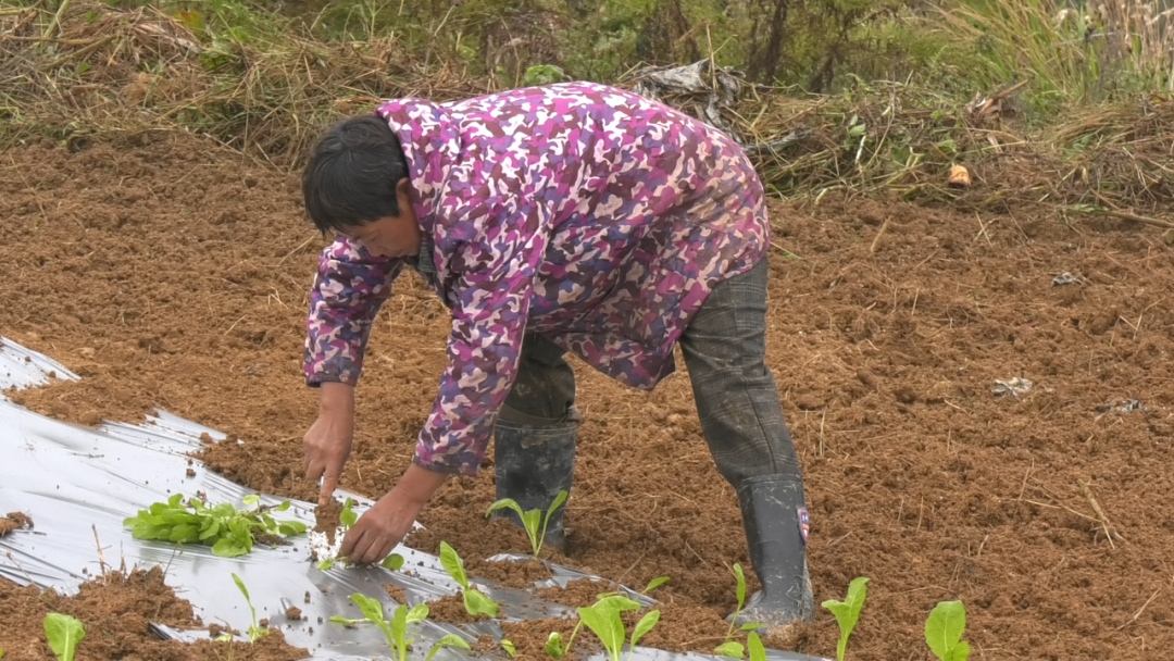 圖為：村民移栽蔬菜