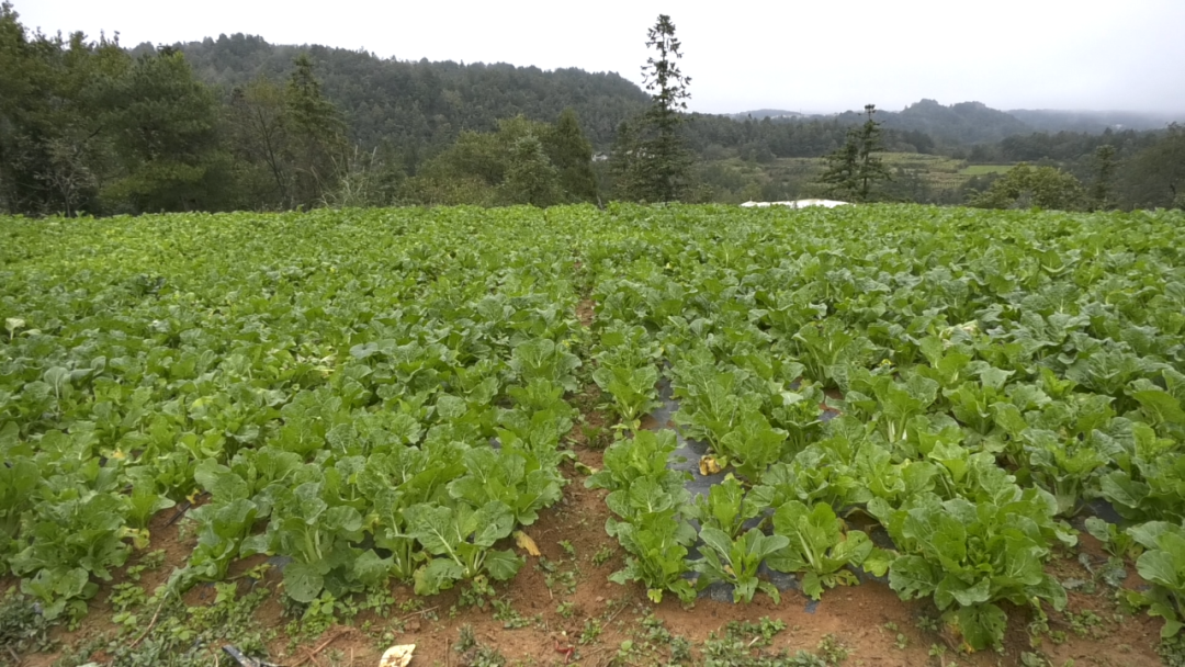 圖為:蔬菜基地