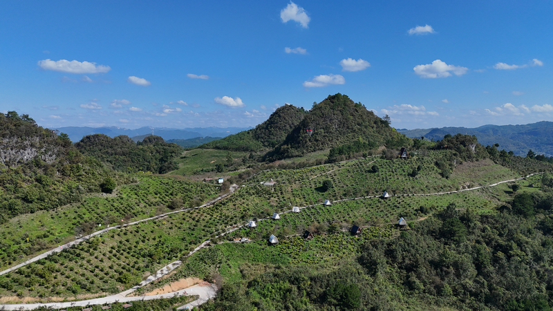 油茶基地露營帳篷。