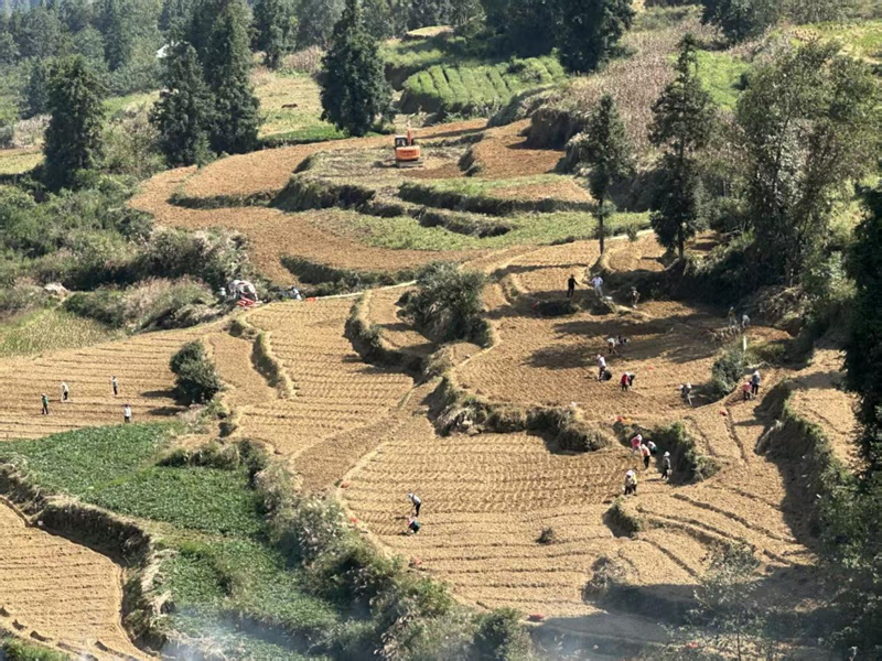 沿河自治縣塘壩鎮巖頭村的百合種植基地。