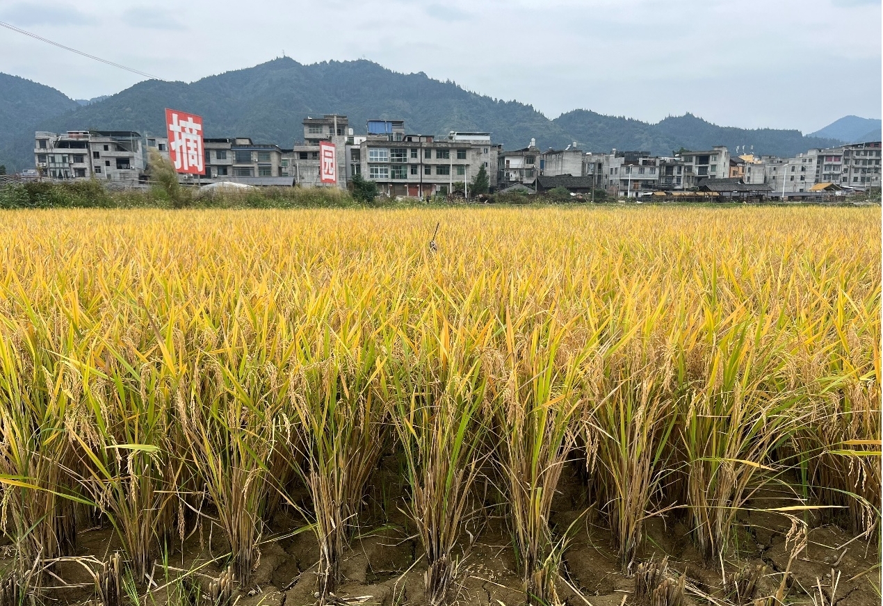 再生稻高產栽培示范田再生季長勢。貴州大學供圖