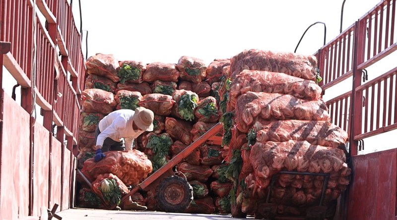 獨山縣高坪村千畝芥菜迎豐收。