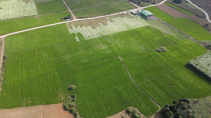 獨山縣高坪村千畝芥菜迎豐收。