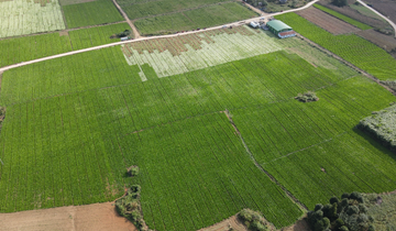 獨山縣高坪村千畝芥菜迎豐收”深秋時節，貴州省獨山縣基長鎮高坪村的田間地頭，正鋪展著一幅動人的豐收畫卷，1200畝芥菜種植基地里，連片的芥菜翠綠欲滴、莖葉肥碩，宛如一片波瀾起伏的綠色海洋……