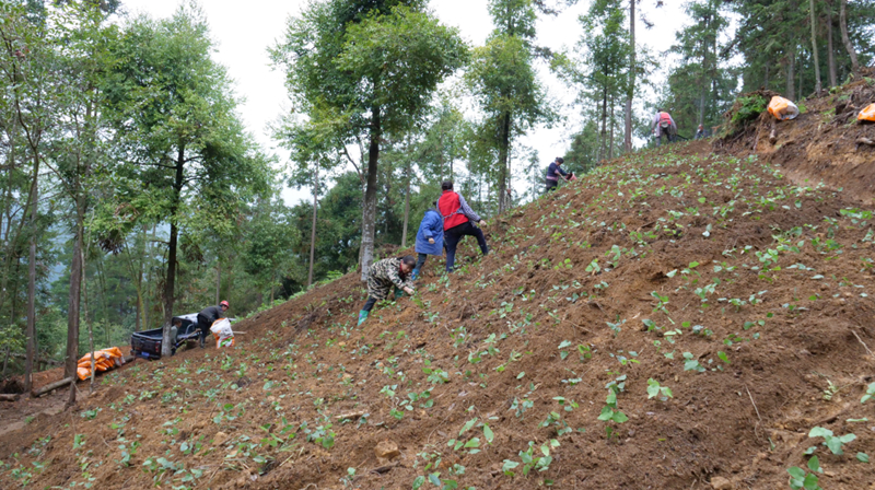江口淫羊藿移栽增添鄉村振興“新活力”。