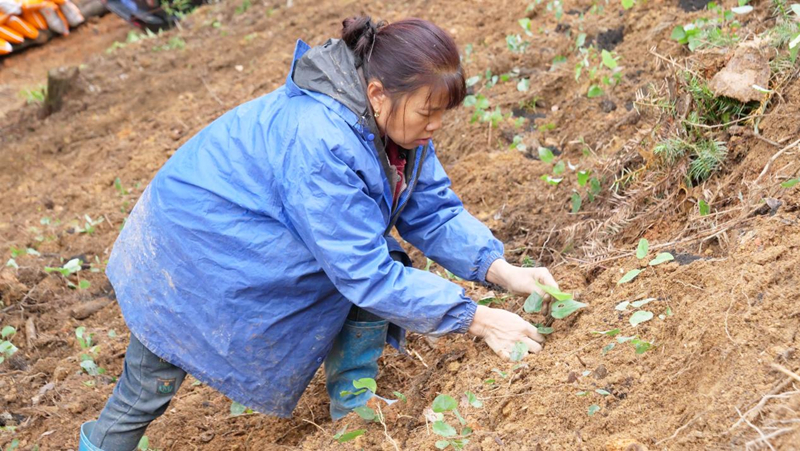 江口淫羊藿移栽增添鄉村振興“新活力”。