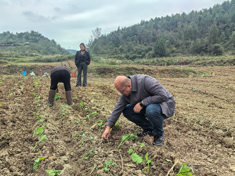 趙歡正在查看村民剛剛移栽的油菜苗。