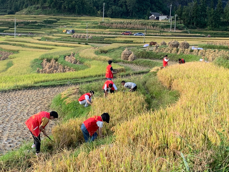 貴定縣稅務局志愿者幫助農戶搶收。