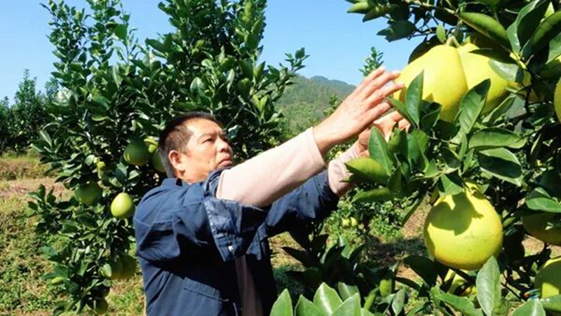 松桃鎮江村:40萬斤香柚豐收在望