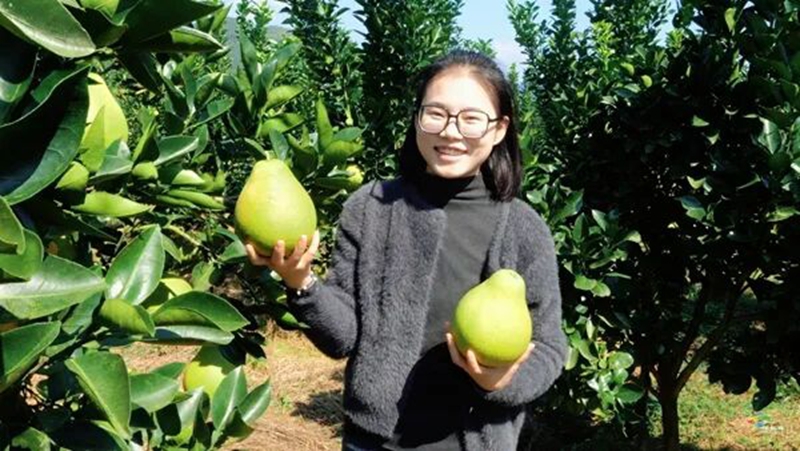 松桃鎮江村:40萬斤香柚豐收在望