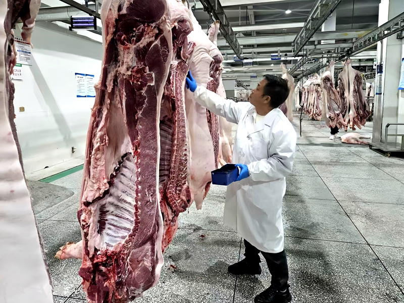 6、屠宰場工作人員為豬肉加蓋檢疫驗訖印章。刁苓沙 攝.jpg