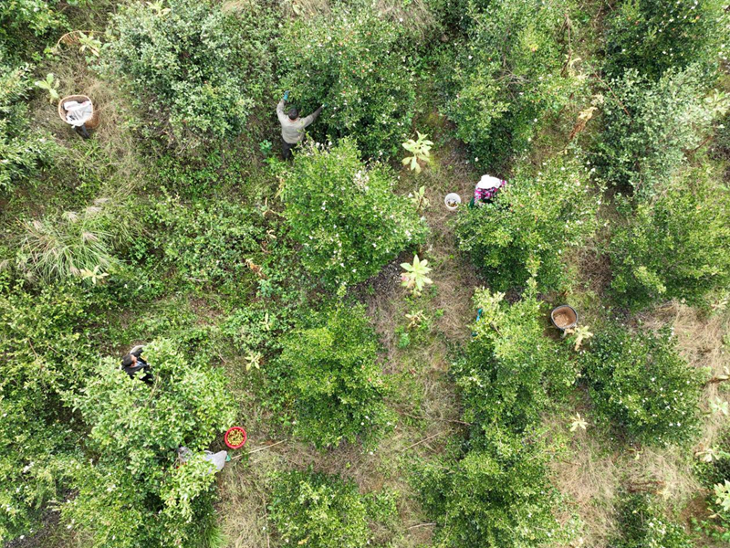 油茶滿枝椏 豐收富農家。