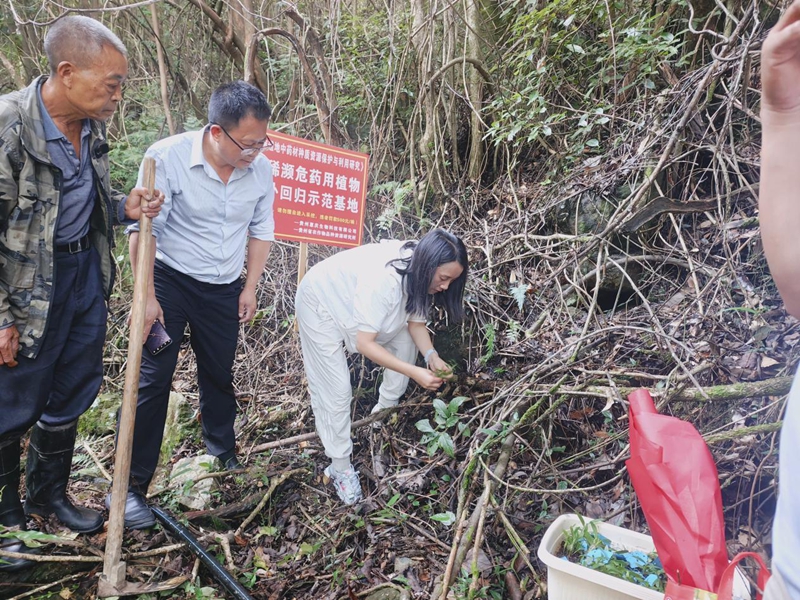 珍稀瀕危藥用植物野外回歸示范基地“落戶”獨山縣上司鎮學莊村。