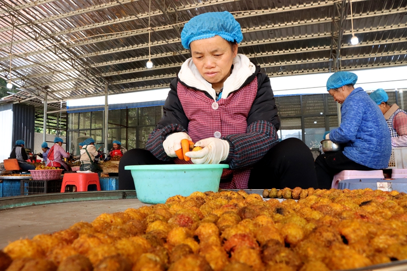 當刺梨遇上紅茶 貴州獨山解鎖特色產業多元新圖景。