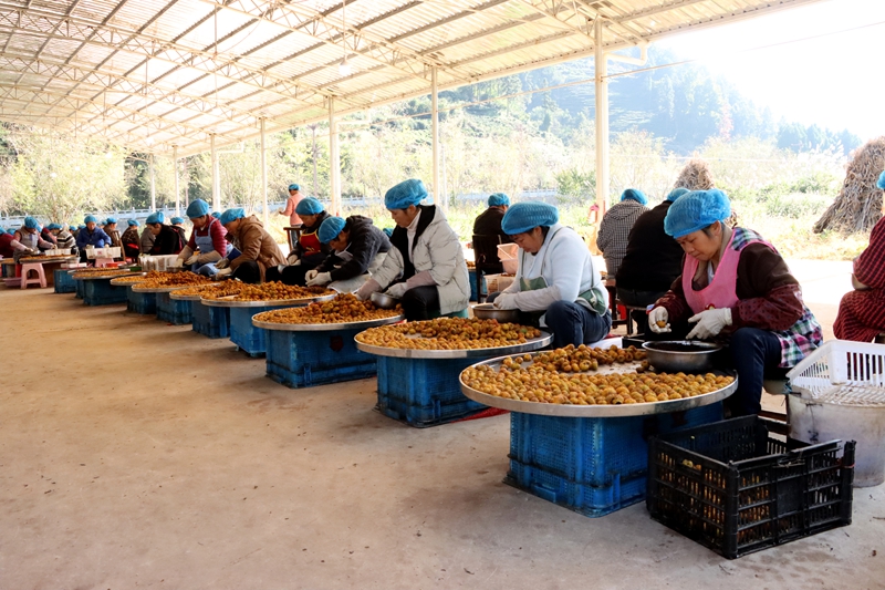 當刺梨遇上紅茶 貴州獨山解鎖特色產業多元新圖景。