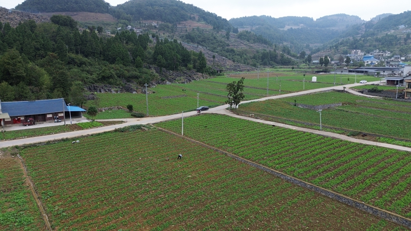 1、堰頭村豌豆尖種植基地。.jpg
