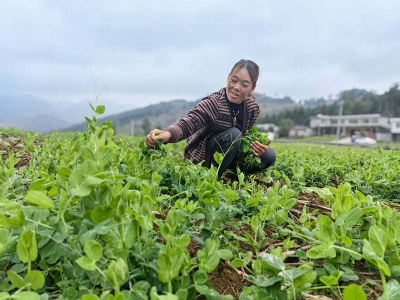 2、村民正在采摘豌豆尖。.jpg