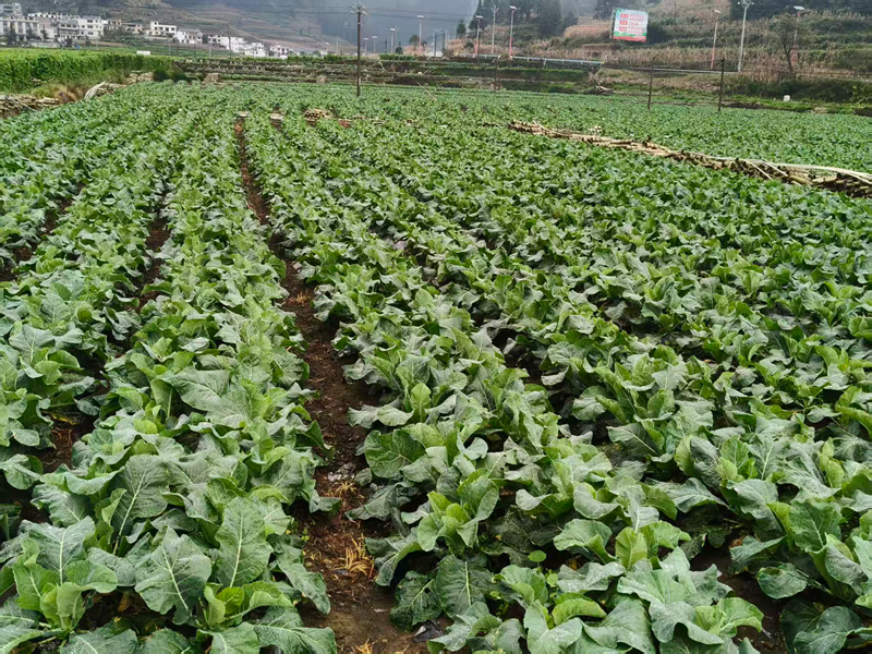 圖為西藍花種植基地。