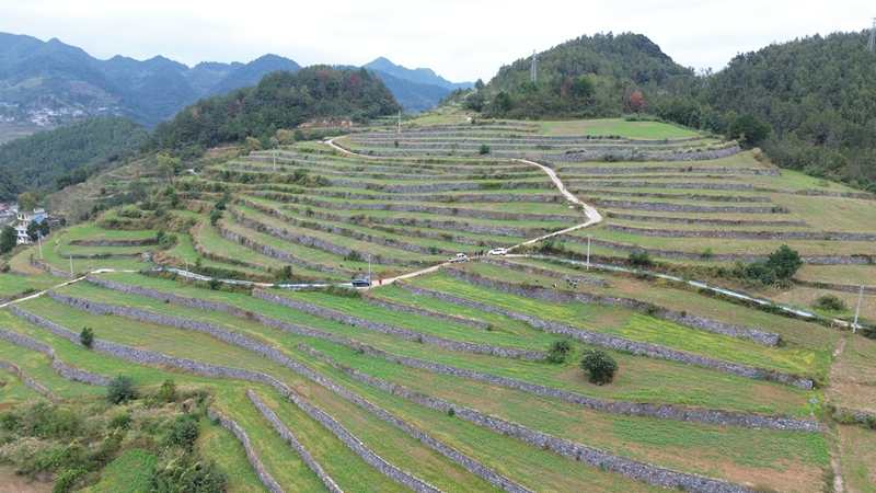 1、仁懷市五馬鎮三元村高標準農田種滿豌豆尖。