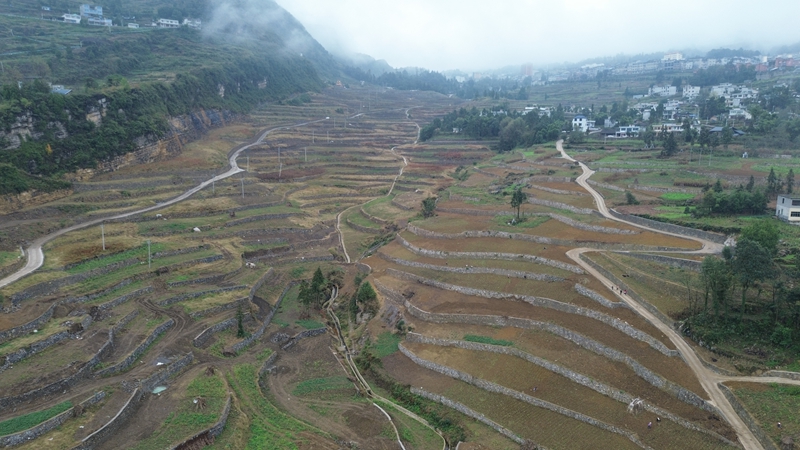 4、仁懷市學孔鎮高峰社區高標準農田。