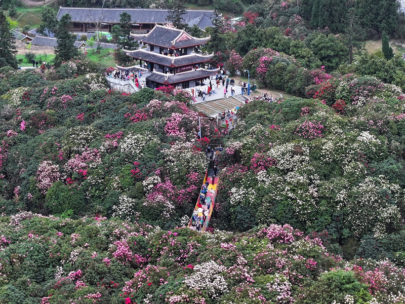 2025年金坡景區花海。