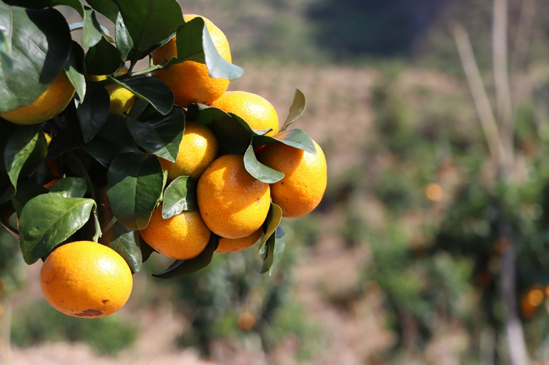 獨山縣壩望村：金秋砂糖橘搶“鮮”上市&nbsp;“金果果”鋪就甜蜜致富路。
