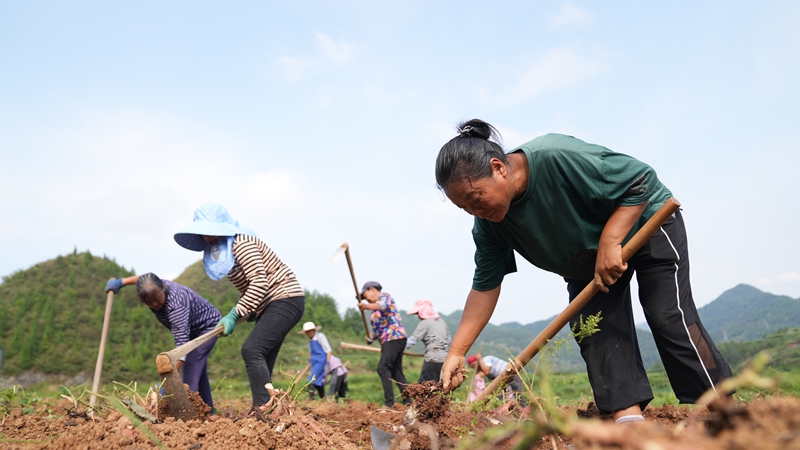 粵黔協作“點薯成金” 小紅薯撐起億元產業。