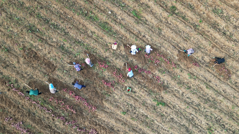 粵黔協作“點薯成金” 小紅薯撐起億元產業。