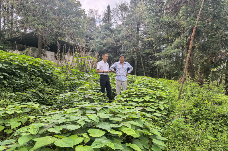 山桐子育苗基地。