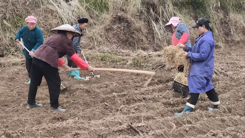 松桃長坪鄉麻州村折耳根種植基地民們忙于開溝、起壟植入折耳根苗。