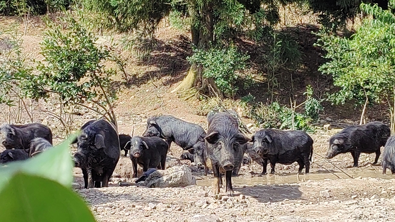圖為:散養的藏香豬