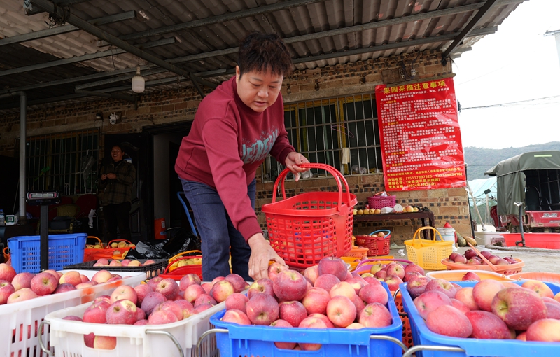 范友瓊采購1000斤蘋果。