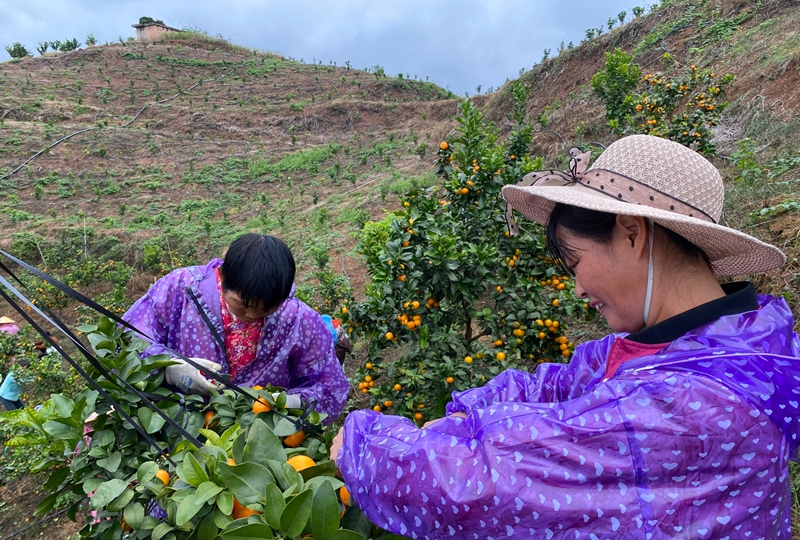 獨山縣三興村：柑橘豐收甜了市場 富了鄉親。