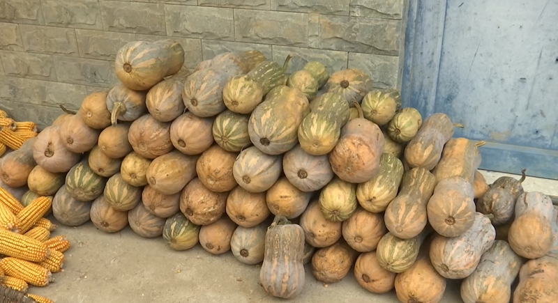 千畝“花生南瓜”鋪就鄉村振興路。