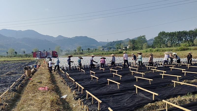 松桃長征村：勇闖產業振興“長征”路。