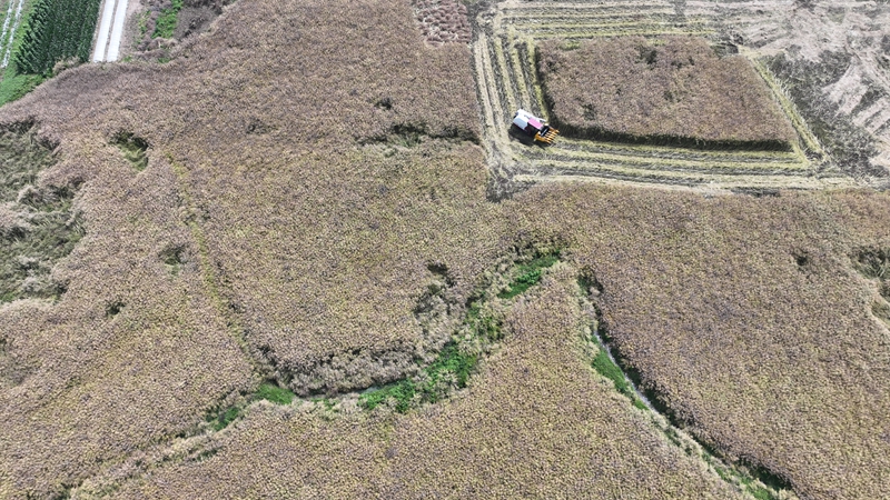 金沙縣西洛街道油菜采收現場 金莎 攝