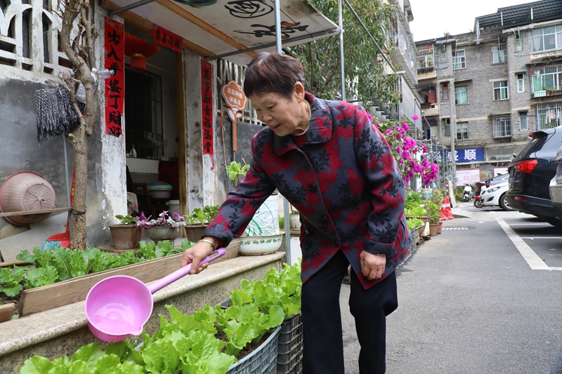 社區居民正在打理自家菜園。邱夢如攝