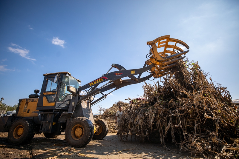 工工人用叉車卸載玉米秸稈。何志剛攝.jpg