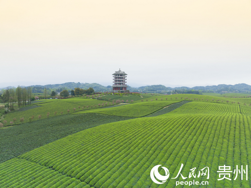 湄潭茶海。人民網龍章榆攝