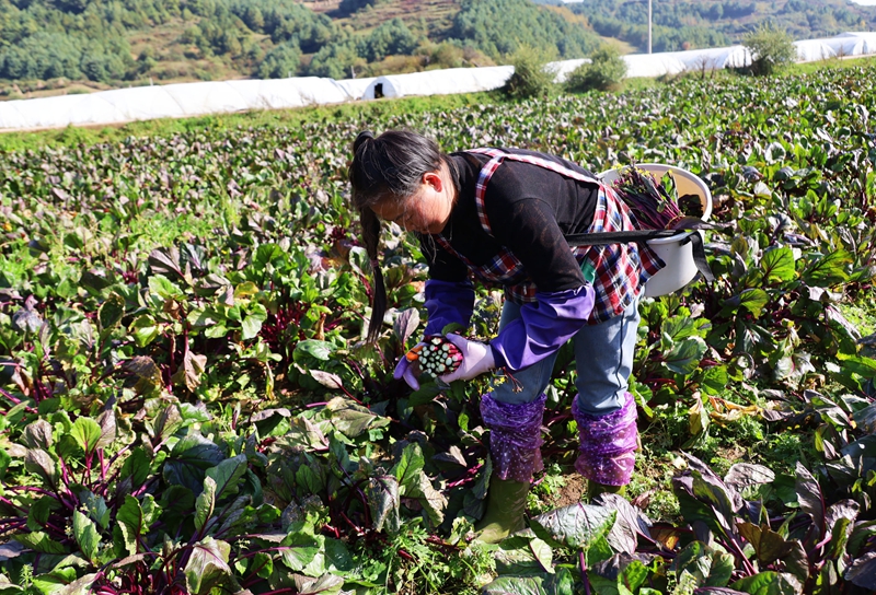 務工群眾正在采收紅菜苔。