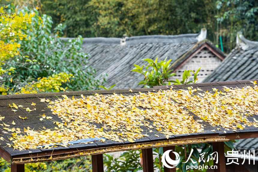 屋檐上的銀杏葉。人民網 陽茜攝