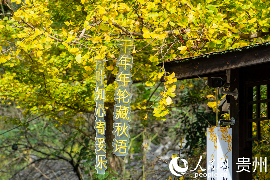 村居與銀杏樹交相輝映。人民網 陽茜攝