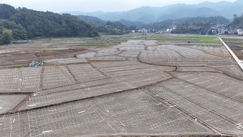 南明大壩羊肚菌種植基地連片的新建大棚已初具規模。彭開燚攝