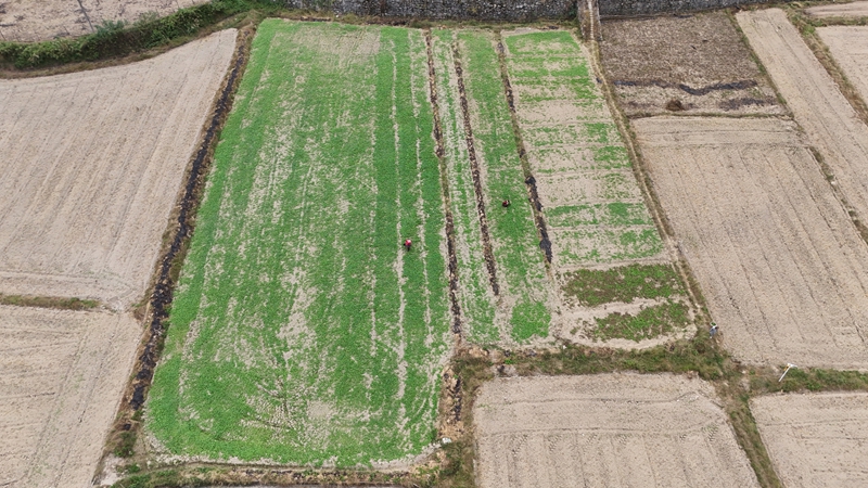 已經種上油菜苗的田地上多了一抹綠。彭開燚