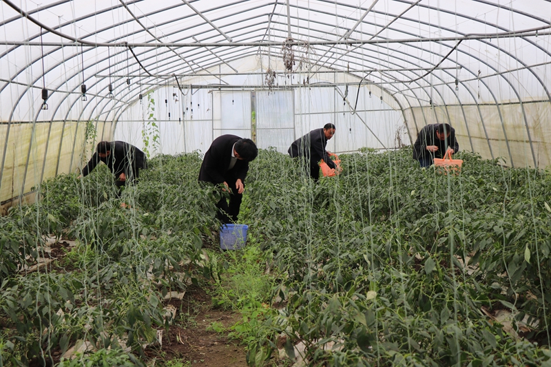 對坡鎮大堡村蔬菜種植基地  農戶正在采摘辣椒 劉娟 攝.JPG