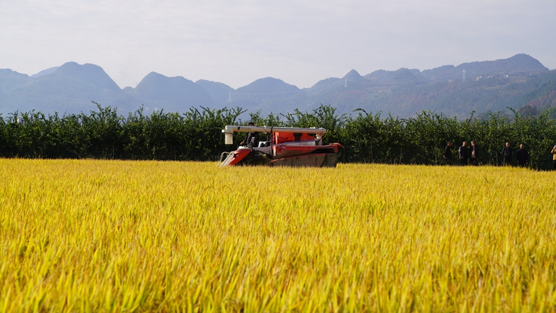 貴州思南：科技賦能“米袋子” 輪作激活“希望田”.jpg